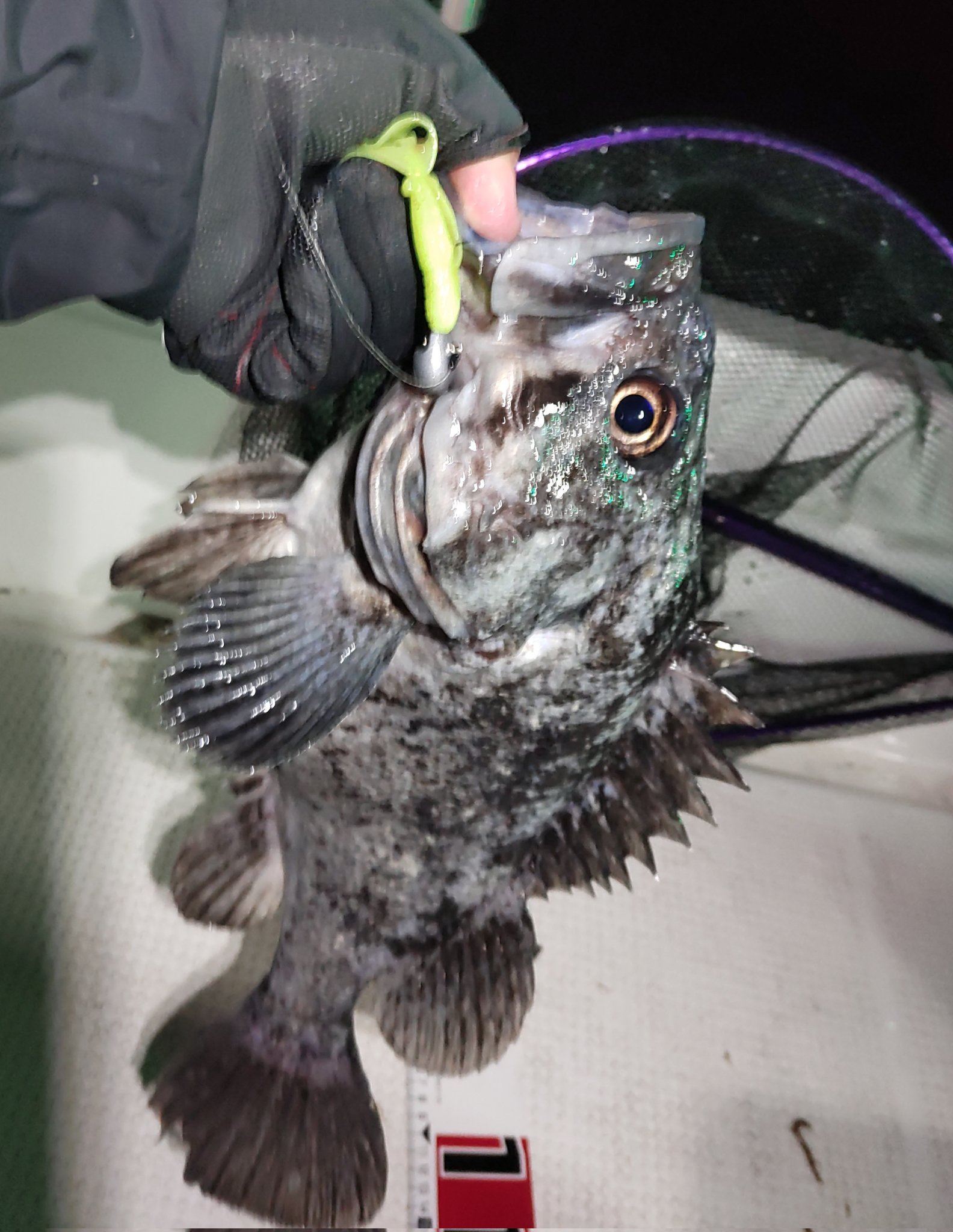 ゆかり クロソイってカッコイイ魚ですよね The 根魚って感じw 今年こそは50アップ釣りたいわ ロックフィッシュ クロソイ Baitbreath ベイトブレス Kisukeチャンネル T Co Ep8euzduci Twitter