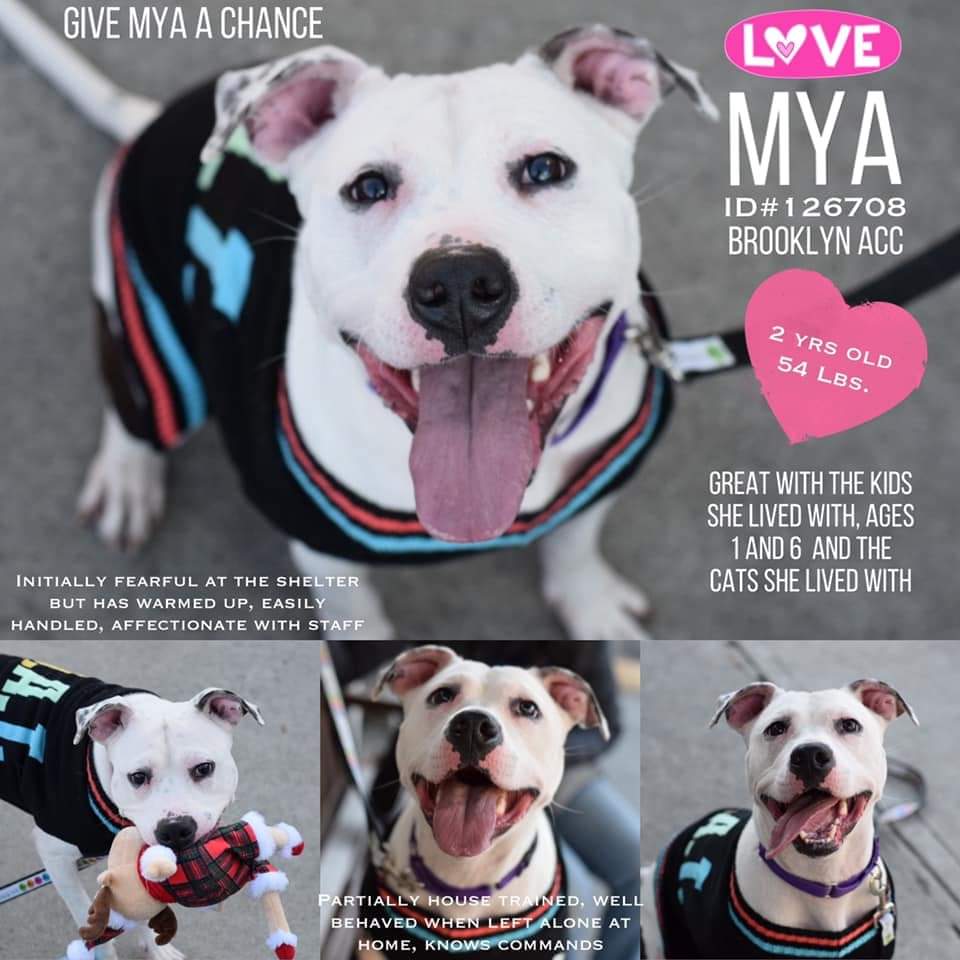 2 year old Mya is a beautiful and great dog who is down on her luck. She is on #NYCACC lengthy kill list for 1/11. Please pledge, foster, adopt, rescue &amp; or share to save Mya! <a href="/NMBewitched/">NMHP</a> <a href="/awkward_1110/">Ely💟🐾💟MowgliⓋ</a> <a href="/LisaBrabson/">Lisa Brabson.</a> <a href="/venetianblonde/">Anne Margaret Daniel 🦋</a> @TaniaHopkins3