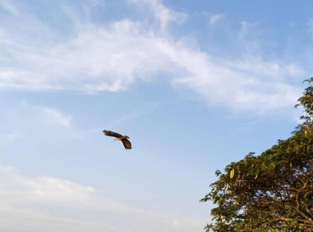 JSebisaho's tweet photo. Les images parlent d'elles-mêmes.

#FlyAway #Eagles #keephigh #elegance #vision #confidence #idjwi #lakekivu https://t.co/Y4S0OdaaRN