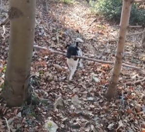 BuddyLifeMagzn's tweet photo. buddylifemagazine
Her problem-solving skills aren't the best, but she's persistent!!!
https://t.co/9l51LP9tMl https://t.co/ZuA5wKibsz
#doglessons #mondaybest #prolemsolving #persistent #thoughtofthedog https://t.co/mIvSjULYU8