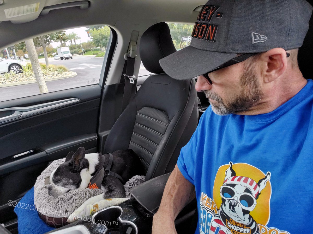 ChopperBikerDog's tweet photo. Chopper made it through his CT scan today โค๏ธ๐โค๏ธ We wanted 2 see how the big the tumor is on his liver & see if surgery is an option. Complete results will B given in a couple days. We were told it's possible that the cancer has also spread 2 his lungs and spleen. #ChopperStrong https://t.co/G2H9GxLxB6