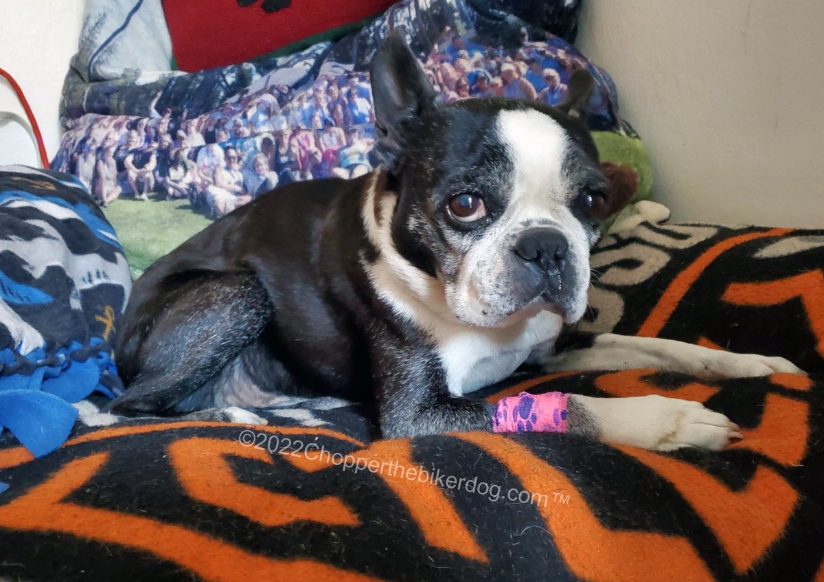 ChopperBikerDog's tweet photo. Chopper made it through his CT scan today โค๏ธ๐โค๏ธ We wanted 2 see how the big the tumor is on his liver & see if surgery is an option. Complete results will B given in a couple days. We were told it's possible that the cancer has also spread 2 his lungs and spleen. #ChopperStrong https://t.co/G2H9GxLxB6