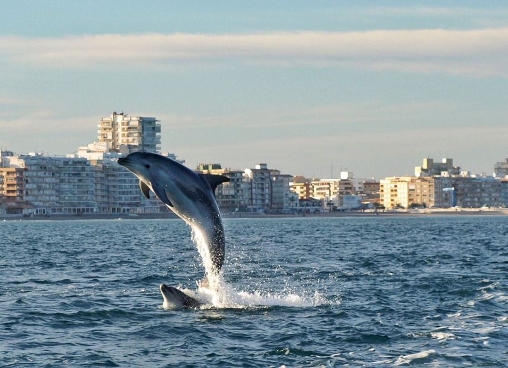 levante_emv's tweet photo. #GALERÍA | 🐬 Las espectaculares imágenes de delfines frente al Perelló https://t.co/iQMMGRVkgU https://t.co/0LRdqIckNv
