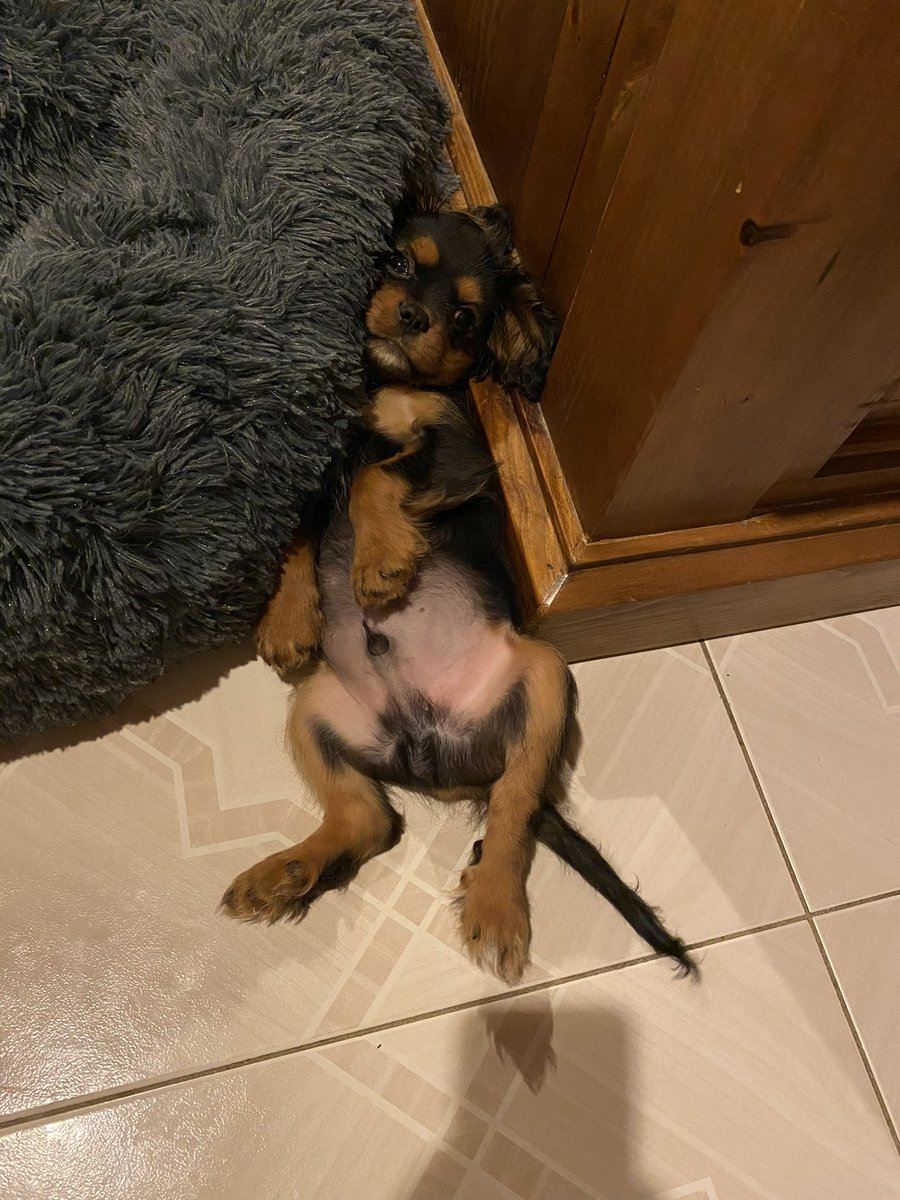 albeitnothing2's tweet image. 우리 강아지 진짜 얼마나 귀여운지