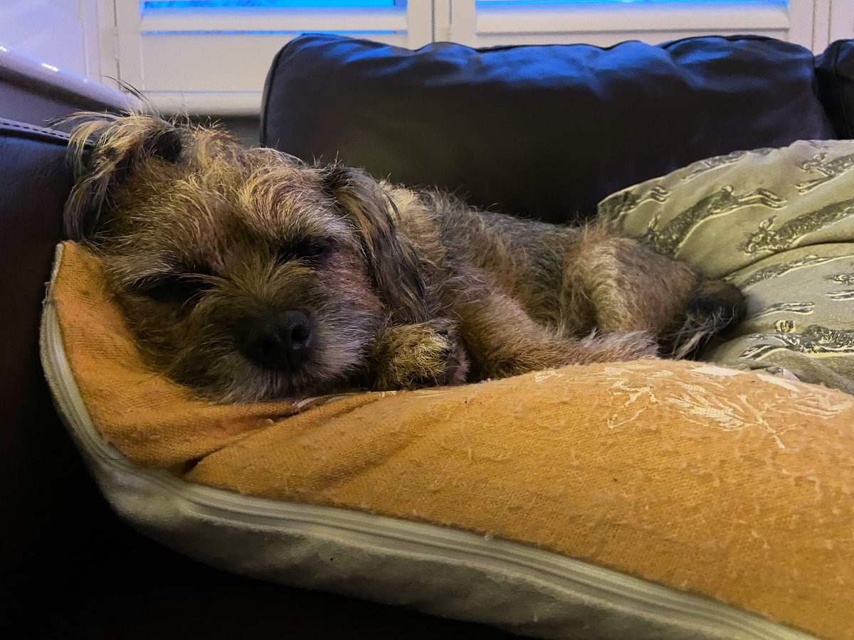 RonnieRubyElsa's tweet image. Sleepy Ronnie (after he’d savaged a toy in true BT style) ❤️