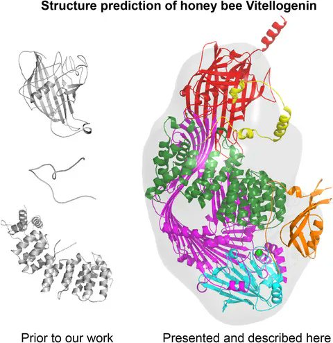 FEBSOpenBio's tweet image. 🐝Check out this buzzing article!
Leipart and team presents the first experimentally validated full-length protein model of honeybee #Vitellogenin
🔗buff.ly/3q3mTGc
@noragric @asunews @UiB @CNB_CSIC
@PhysDal @NCMMnews
#StructurePrediction #InnateImmunity #Entomology