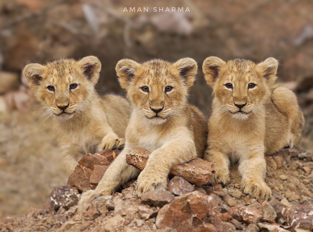 After 5 months of college life, I asked my parents for my dream gift for New Years - a trip to the Gir sanctuary to see the Asiatic lion! Took this image of the 3 Asiatic lion Cubs there! Time to explore our own country first 🦁🌳 @deespeak @ParveenKaswan @GujaratTourism