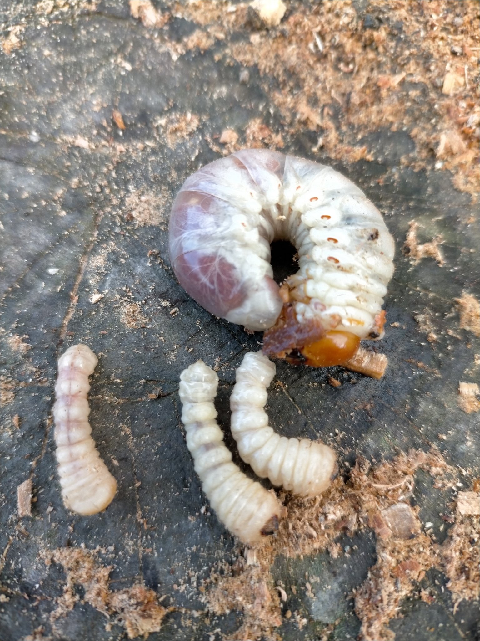 むるち 薪割りしていたら幼虫が出てきたよ コクワガタかな 小さい方はカミキリムシかしらん あの 昆虫食界で大トロ扱いされているカミキリムシの幼虫かしらん コクワガタ カミキリムシ 幼虫 T Co Xo5n8jtsdx Twitter