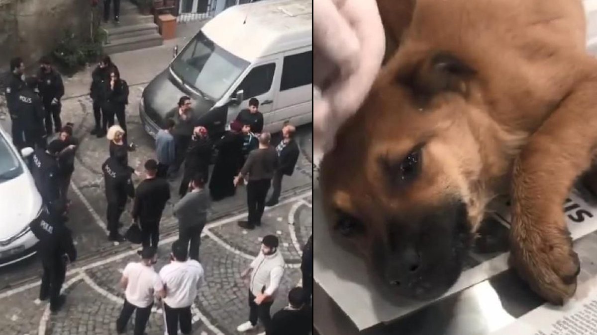 İstanbul Fatih'te bir sokak köpeğine şiddet uygulayıp tecavüz ettiği iddia edilen şahıs gözaltına alındı. Köpek yaşam mücadelesi veriyor... #HayvanimaDokunma