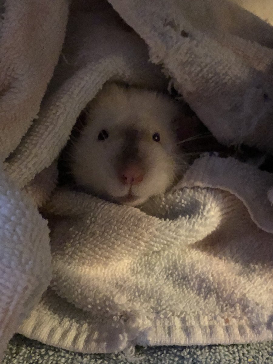 Today we had to say goodbye to Mr Pip. He was definitely one of those hard to love on, grumpy rats at first, but became the biggest baby later on. Gonna miss him so much. 😢