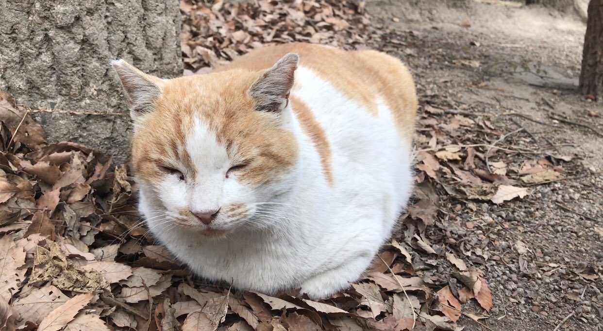 のらねこ家族 Noranekokazoku 撫でたら満足そうなプクプク穏やか癒し系茶白猫 T Co Hbqengt2ye 猫 ねこ Cat 猫動画 のらねこ家族 T Co 8pdh3qsz1s Twitter