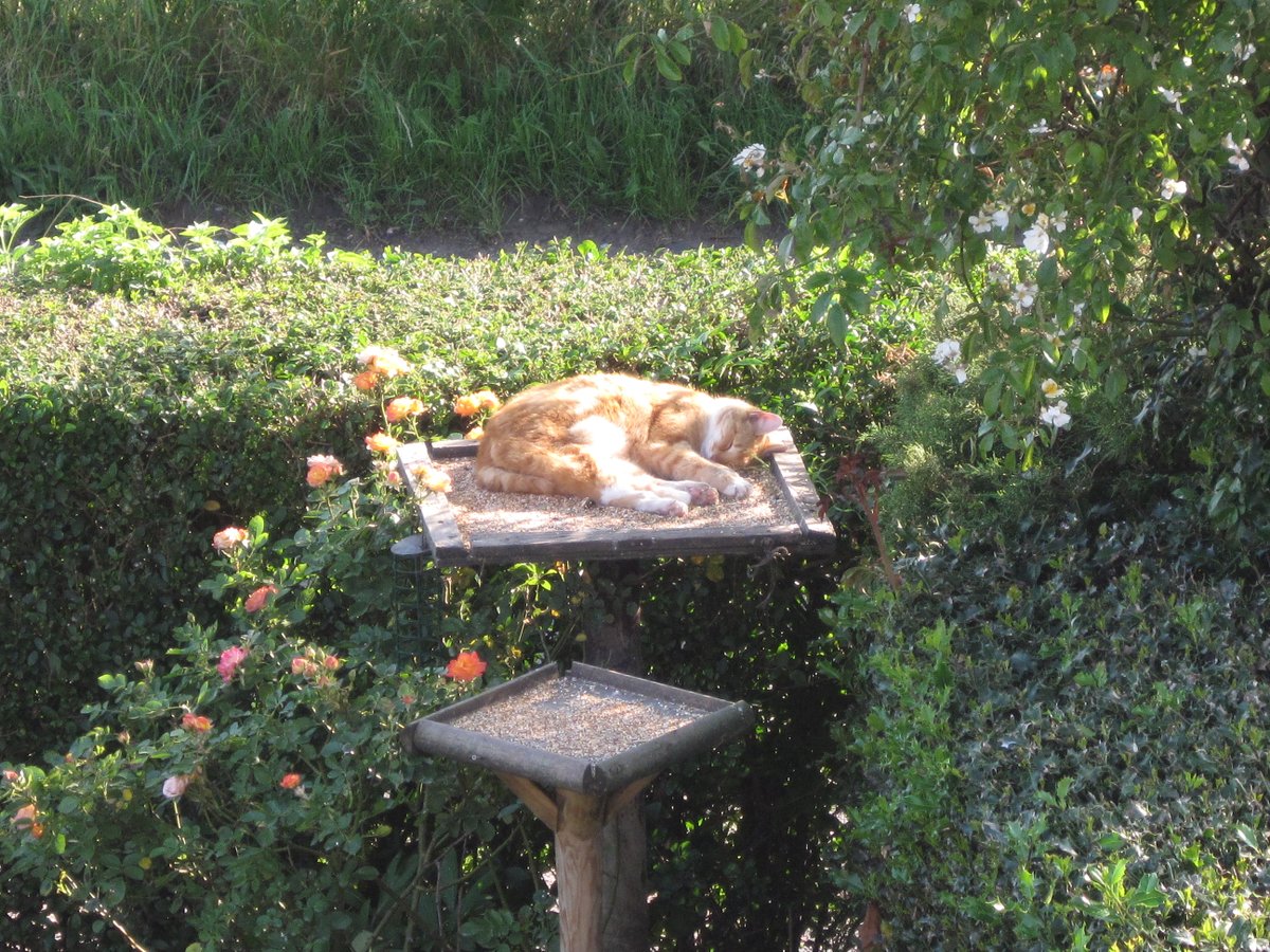 Good Morning the happy days of summer my cat sleeping on the bird table.