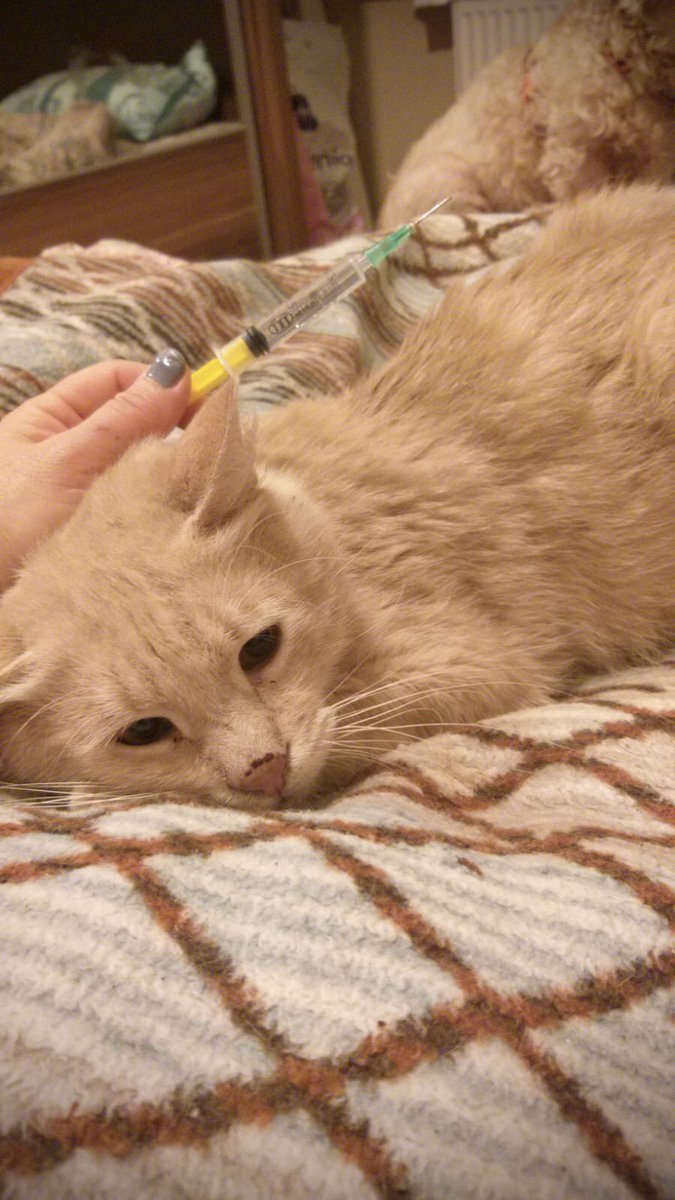 Tarçının savaştığı ölümcül hastalıktan kurtulması için ilacını düzenli ve aralıksız alması gerekiyor, ara vermek tedavinin başına dönmek demek.. çektiği acılara son vermeme yardım edin.. ona destek olun.. bugün ilaçsız kaldık..