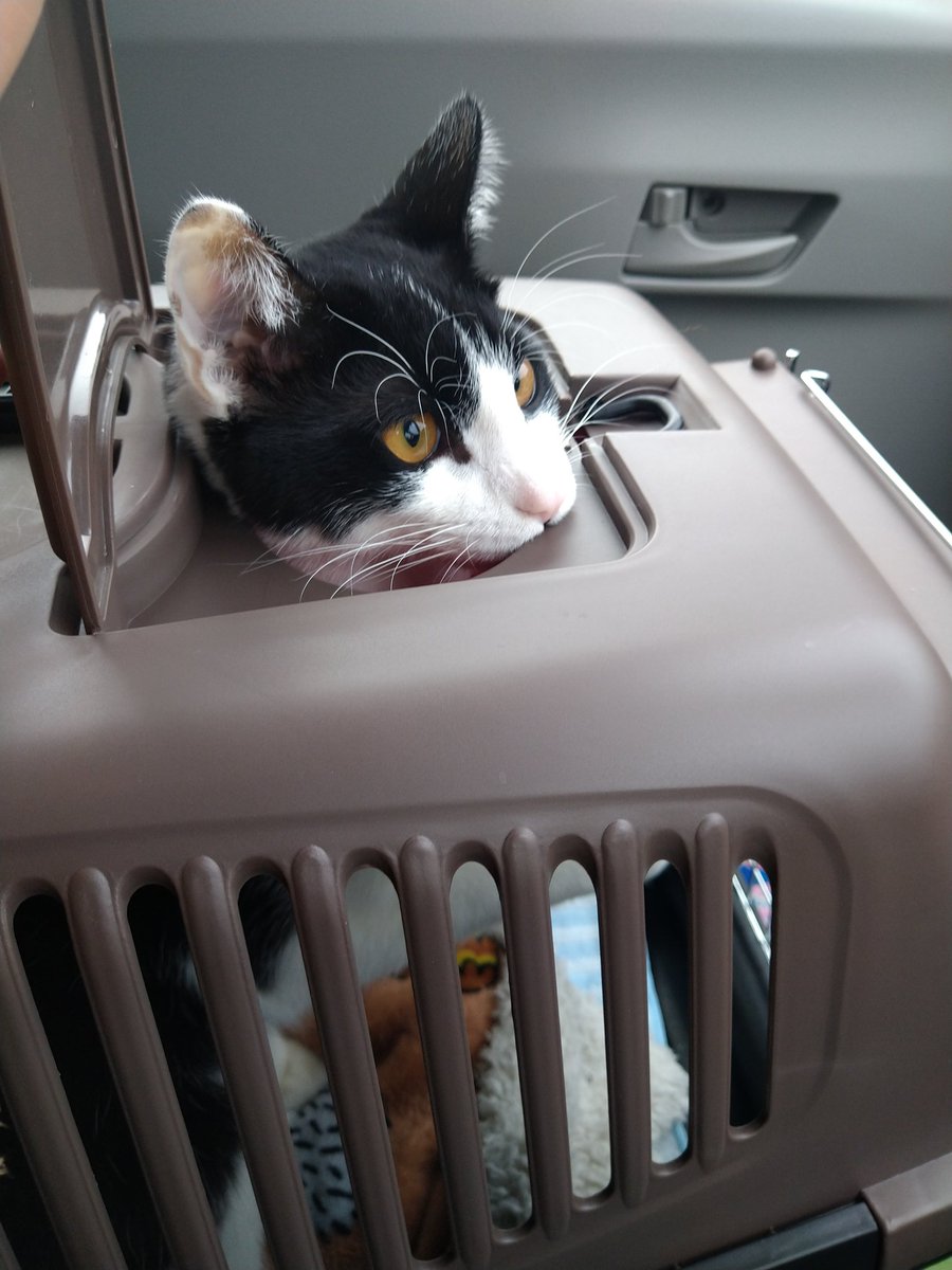 Yulkiki1's tweet photo. コハクさん、車の中で病院の順番待ち。電信柱に止まっているカラスが気になる様子

#猫 #猫の居る暮らし
 #猫のいる幸せ  #猫様 https://t.co/WIZNammD8U