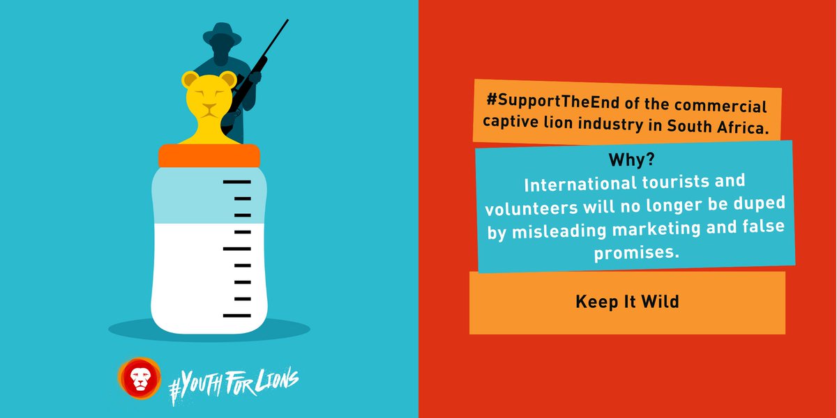 YouthForLions's tweet photo. Reasons to #SupportTheEnd 
➡️  Lions will no longer need to suffer horrific welfare conditions.
➡️  Cubs will no longer be removed from their mother for tourist selfies and cub petting. https://t.co/EQExTDJtLe