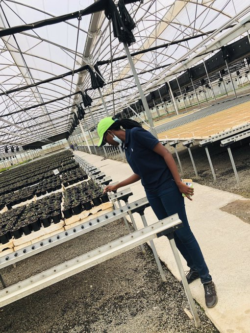 “When tillage begins, other arts follow. The farmers, therefore, are the founders of human civilization.”   Daniel Webster 

This inspires <a href="/gloria_mutuzo/">Mutuzo Gloria</a> to be the founder of human civilization founding @IwacuF!

Young women, she can be inspiration to you to venture into farming.