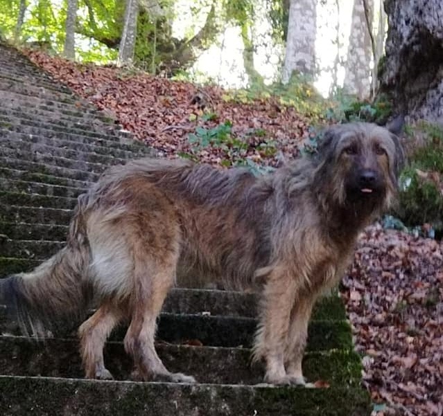 SOS Abuelos tweet media