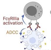 …participación de otras células (TCD4, NK…), amplifica la RI, entre otras cosas.
2- Colabora con los Ac en las denominadas reacciones de toxicidad mediadas por Ac (ADCC). Cuando un Ac reconoce y fija a un patógeno, une a la TCD8 para destruirlo.
15/n