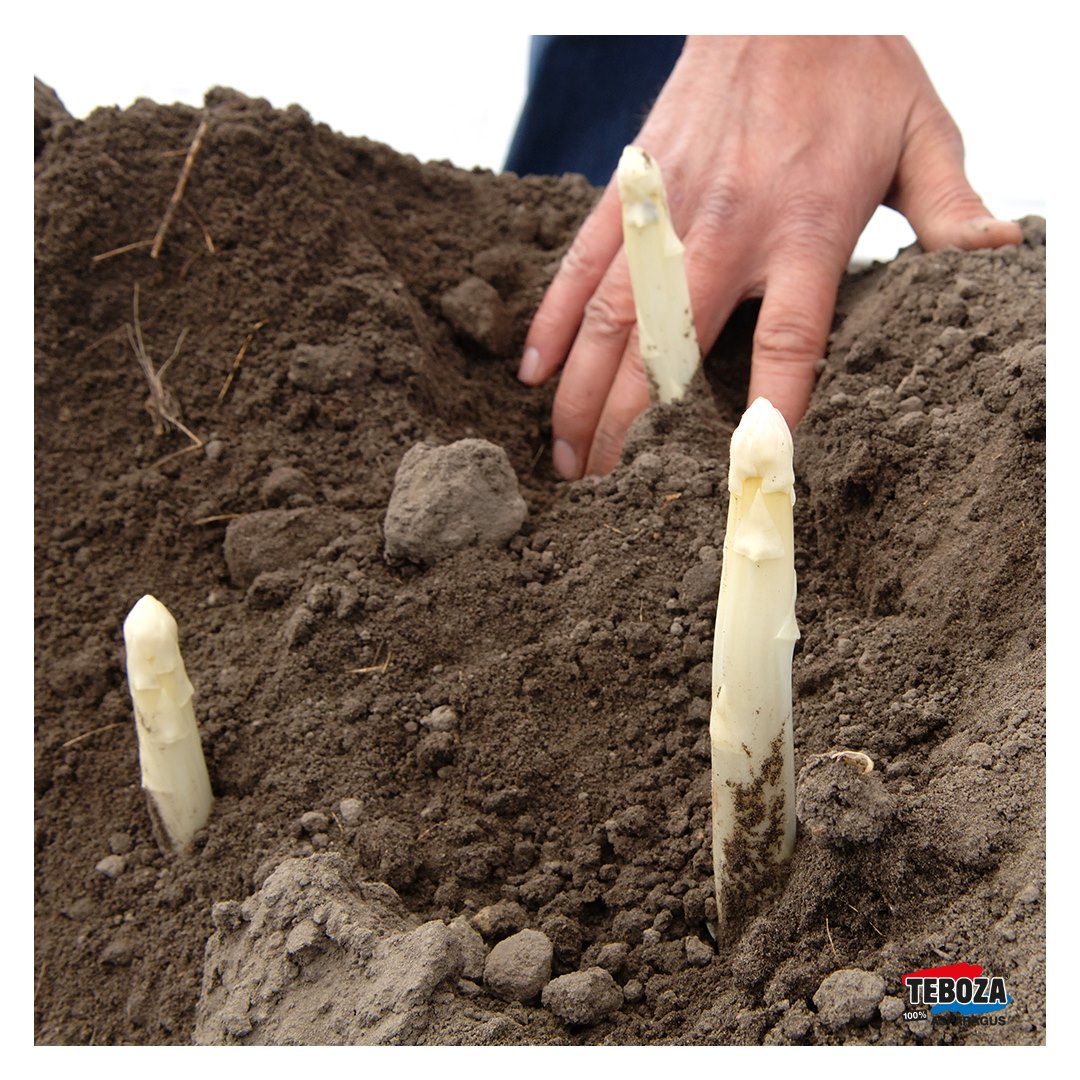 𝐃𝐚𝐚𝐫 𝐳𝐢𝐣𝐧 𝐳𝐞 𝐰𝐞𝐞𝐫!!

Met trots mogen wij melden dat de eerste kasasperges weer geoogst zijn. Het aspergeseizoen bij Teboza is dus officieel begonnen! 

De verkoopautomaat zal snel weer geopend worden, meer informatie volgt binnenkort...