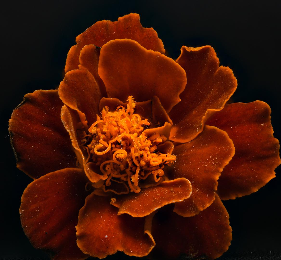 picshttp's tweet image. Red-orange Marigold in Macro

#Flower #Plant #Petal #Orange #FloweringPlant