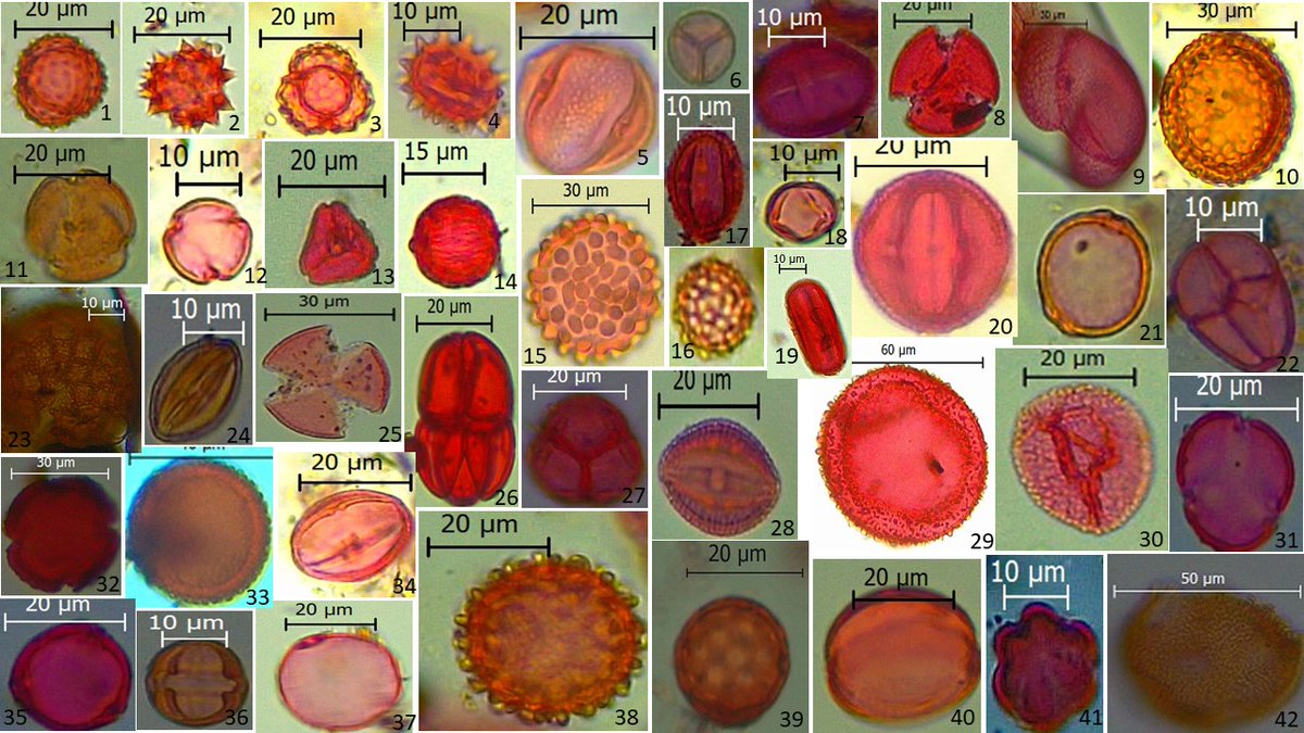 Studying the past, knowing the present for a better future, that is the key of forest conservation. Example of #Pollen that have been conserved in the sediment core
#northwest_Madagascar #Palaeoecology,#Quaternary, Any idea for identification from you will be helpful, thank you👍