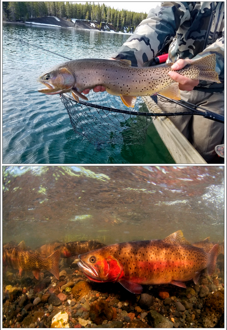 Fishes_MDPI's tweet photo. 🔔Most Cited in #Fishes 
#Yellowstone Lake #EcosystemRestoration: A Case Study for #InvasiveFish Management
🔗https://t.co/9ensKo2hGg
By Todd M. Koel, et al.@YellowstoneNPS @QFCatMSU @ynpforever @MT_CGuy @USGSCoopUnits @MTIoE @TroutUnlimited @NatlParkService @NMDGF @NOAAFisheries https://t.co/R34WDAjUIu