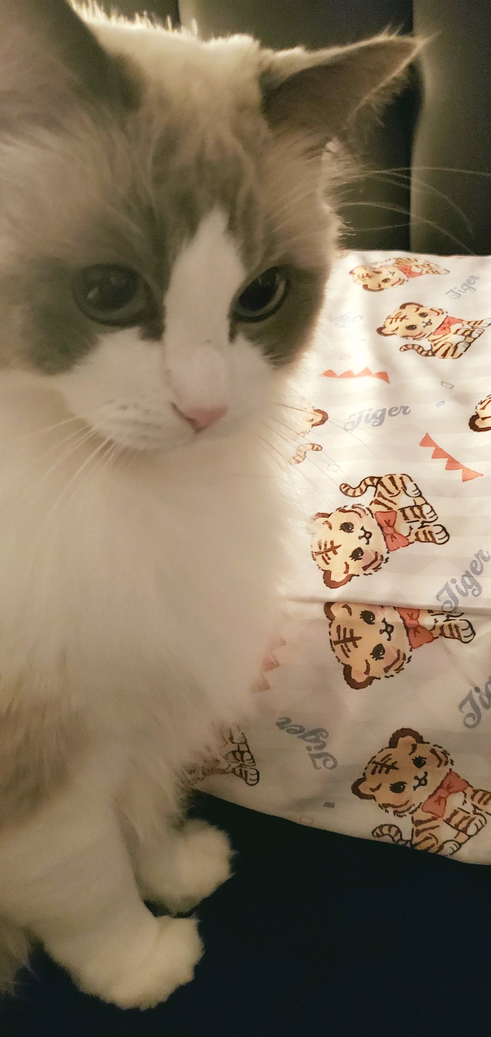 Nyatasha Nyanners 👻 VSHOJO on Twitter "why does my cat look at me so