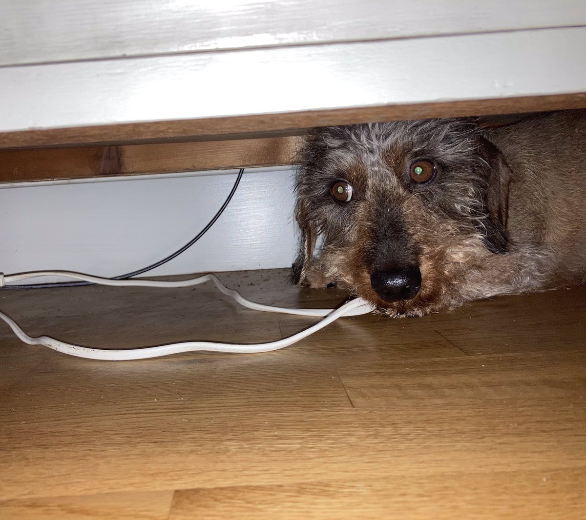 Tuesday tip. When you see it’s raining from your cosy perch on the sofa &amp; you hear the sound of your lead being picked up in the kitchen, take evasive action and hide. I returned to the sofa and was walked after the rain had stopped. Train your humans pals ☺️ #sausagearmy