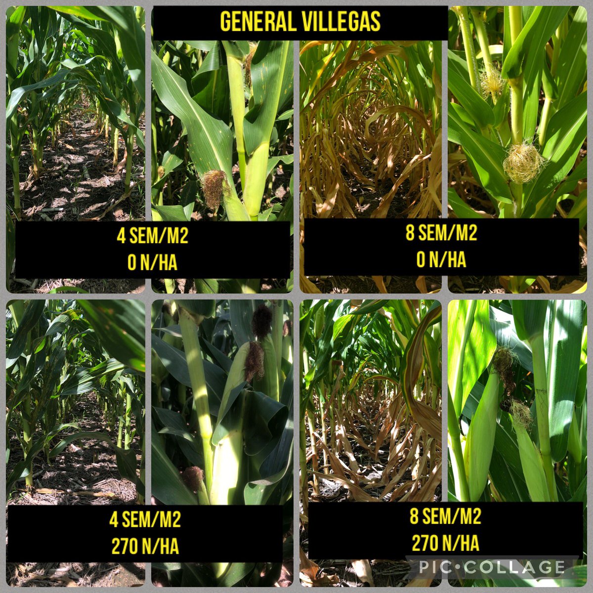 PaulaGiron's tweet photo. 🚦Ensayos NxDxH
- Vedia: 30/12/21
- General Villegas: 5/1/22
- Chacabuco: 9/1/22
#RecomendacionesCULTIVIO
#seedrate #nitrogenrate https://t.co/SQ2TM2ynBL