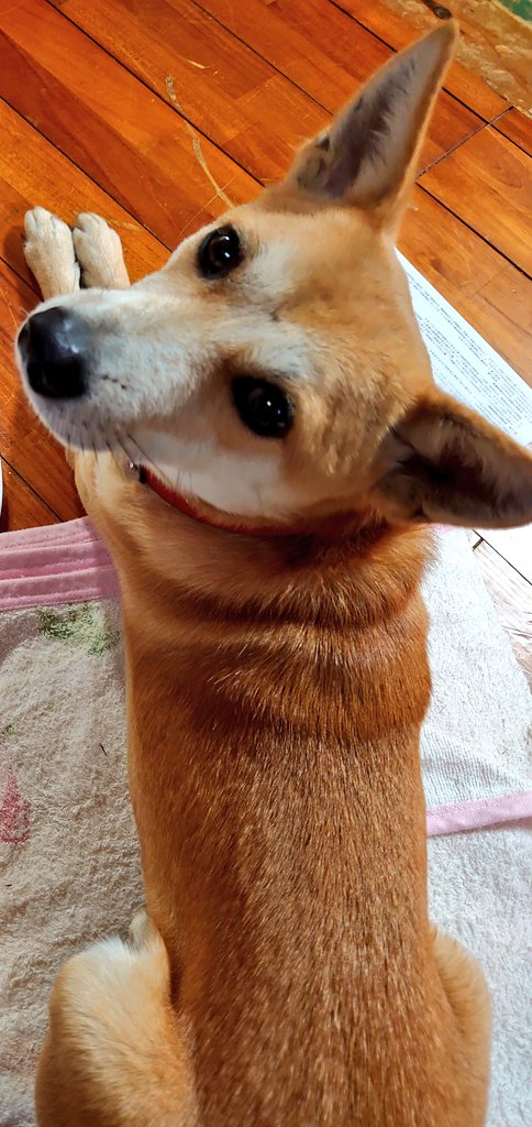 本当はもっと可愛い Twitter Search Twitter