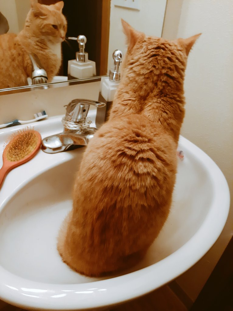 AkaOrangejuice's tweet photo. I will not be told what to do!
#CatsOfTwitter #meanmug #attitude #catsink #sinkcat #orangecat https://t.co/9x7iQZI1Os