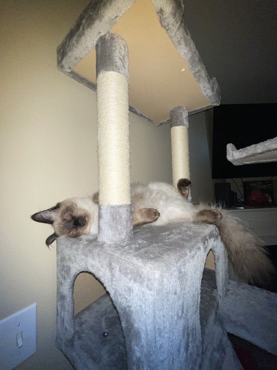 YaGirlJennny's tweet photo. So cute and fluffy https://t.co/lWO7VEMcvV