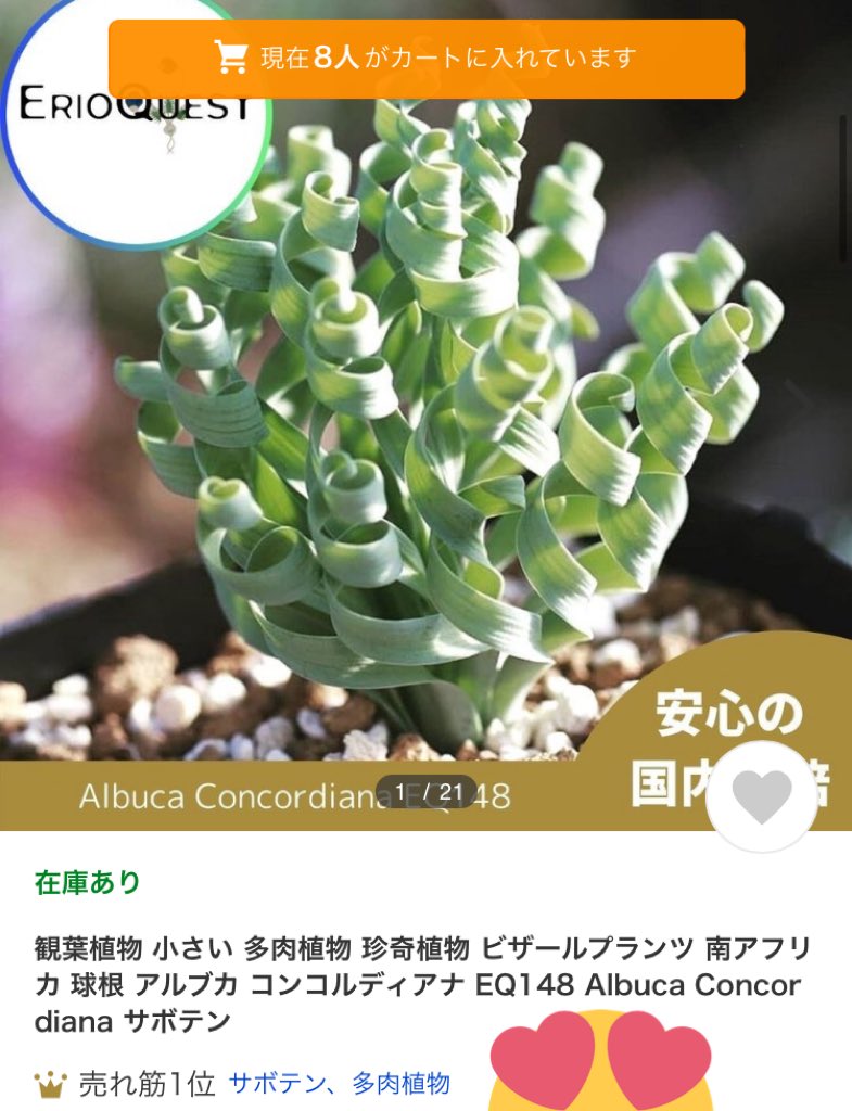 エリオクエスト 南アフリカ珍奇植物専門店 育て方もyoutubeで解説していますので 参考になると嬉しいです アルブカコンコルディア T Co 5vz6bvcvad Twitter
