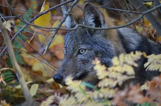 "Ironically, the species once regarded as a threat to our survival is turning out to be a test of how likely we are to achieve sustainability &amp; coexistence with the elements that sustain us." ― Paul Paquet wolfawareness.org/wolf-conservat…
#wolves #wolf #nature #sustainability