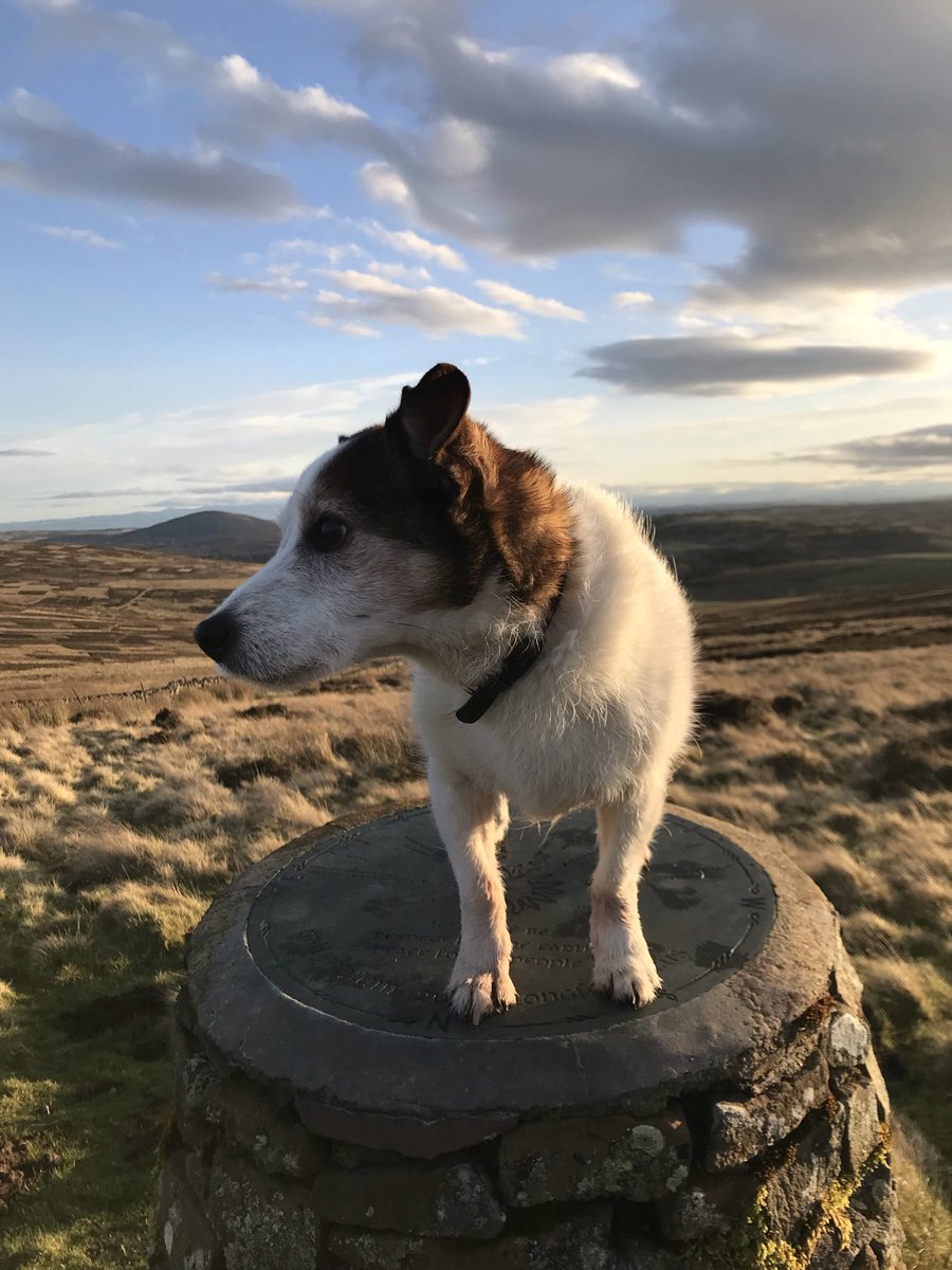 Mark Rowley tweet media