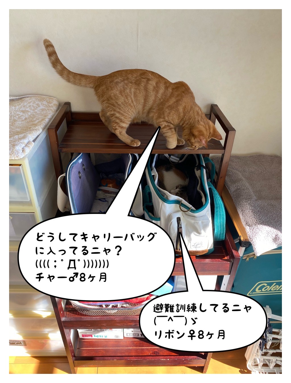 警視庁警備部災害対策課 飼い猫 との避難に備え 日頃から室内でもキャリーバッグを開放し 安心できる場所 として慣れさせています 災害時 連れ出す際に警戒心を緩和したり不安による無駄鳴き防止にも有効です ペットが原因で避難をためらっていては