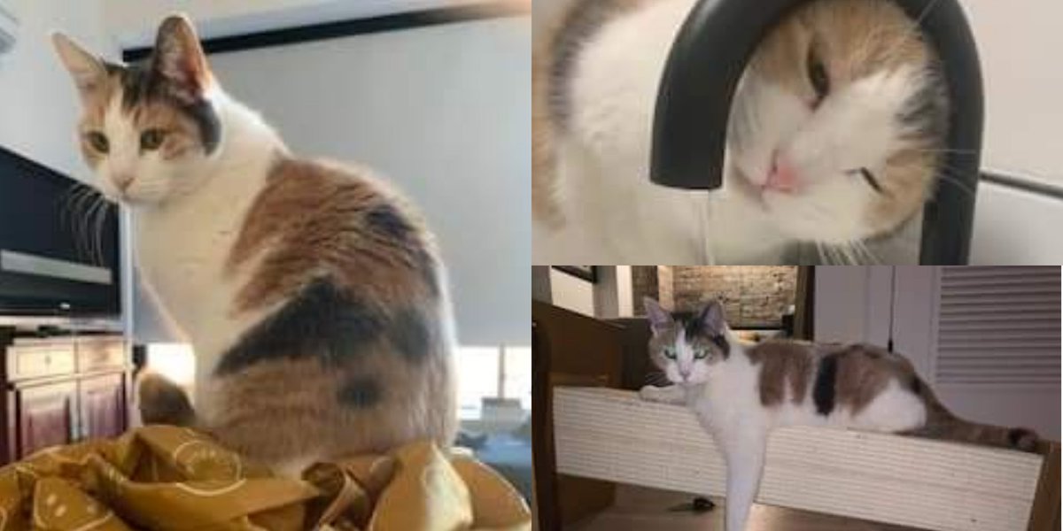 Our pretty social butterfly Mina is still looking for her forever home 😻 🦋 
Mina loves being the center of attention! She is about 5 years old and would do best in a home where she is the only kitty. 
Email info@chicagocatrescue.org

#Adoptable #chicagocatrescue #AdoptDontShop