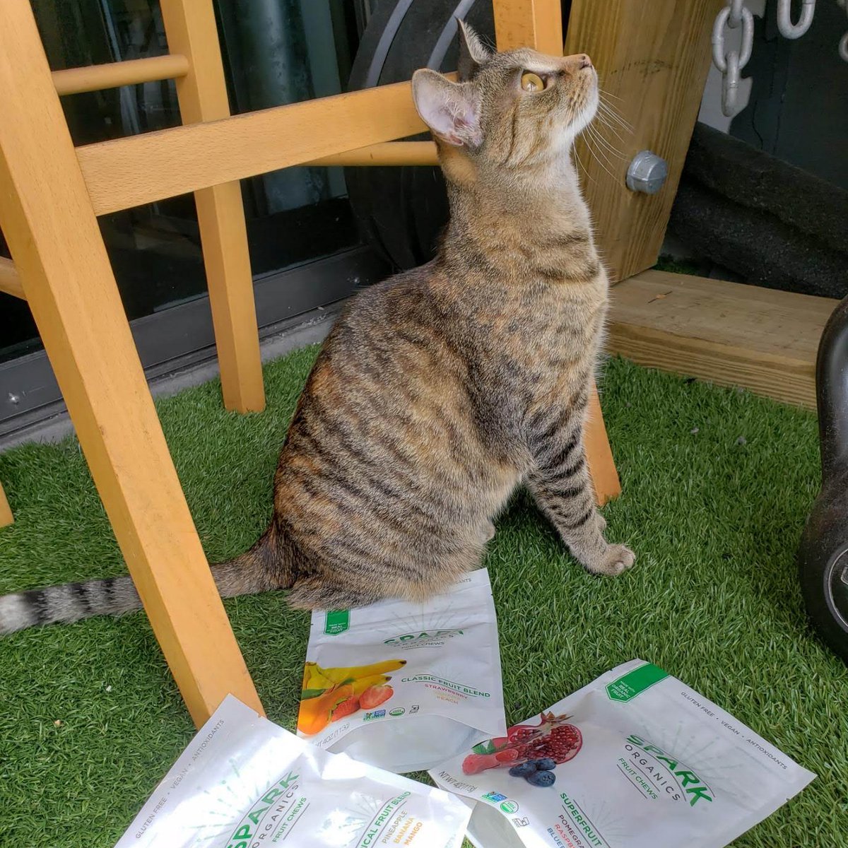 Hey, cool cats! Food #trends for 2022 have been predicted … and environmentally sustainable foods are poised to win #BIG next year! 👏

By shopping organic, you make a commitment to brands that don’t use pesticides, making the earth a healthier place for all of us! ❤️🌎