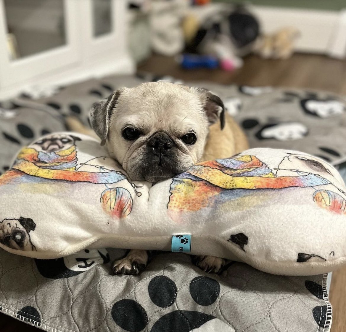 This is sweet Sami relaxing on her BOBO bone 😍 The design features our Bodie and Spanky 
🌈 and is by <a href="/Inkpug/">Inkpug</a> You can find BOBO bone in our Etsy shop! blindbutnot.etsy.com #adorable #bobobone #blindbutnot #pugs #puglife