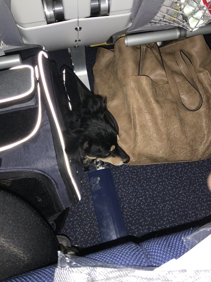 i_g_fleu's tweet photo. We’ve moved. From Germany to… *pause for effect* Mexico! I’m thrilled, but still trying to get used to everything again. Hubby is having a tougher time. Same as Frodo. Although the dog is so spoiled by everyone, he’s having a great time so far. https://t.co/1rGgUPjj9X