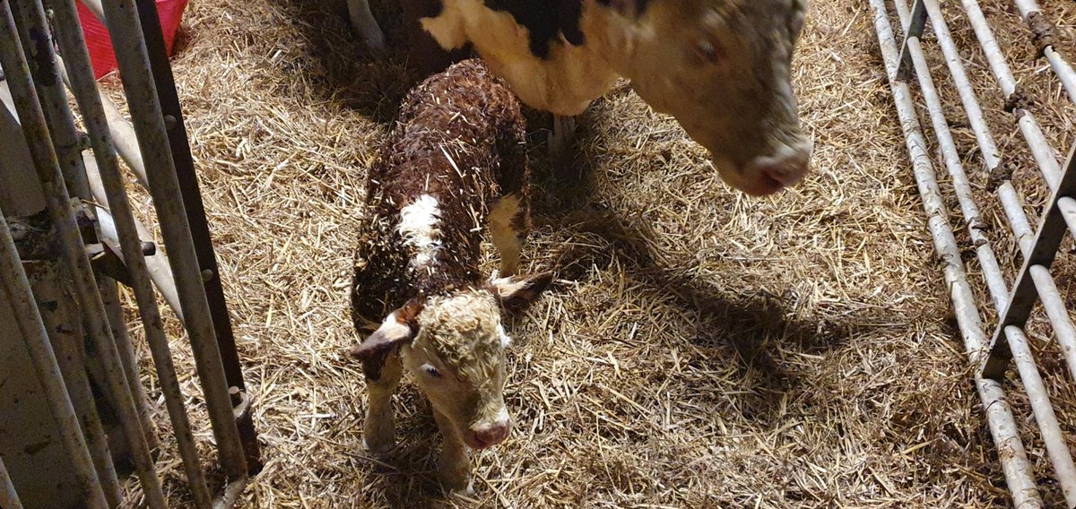 Brambles Herefords tweet media