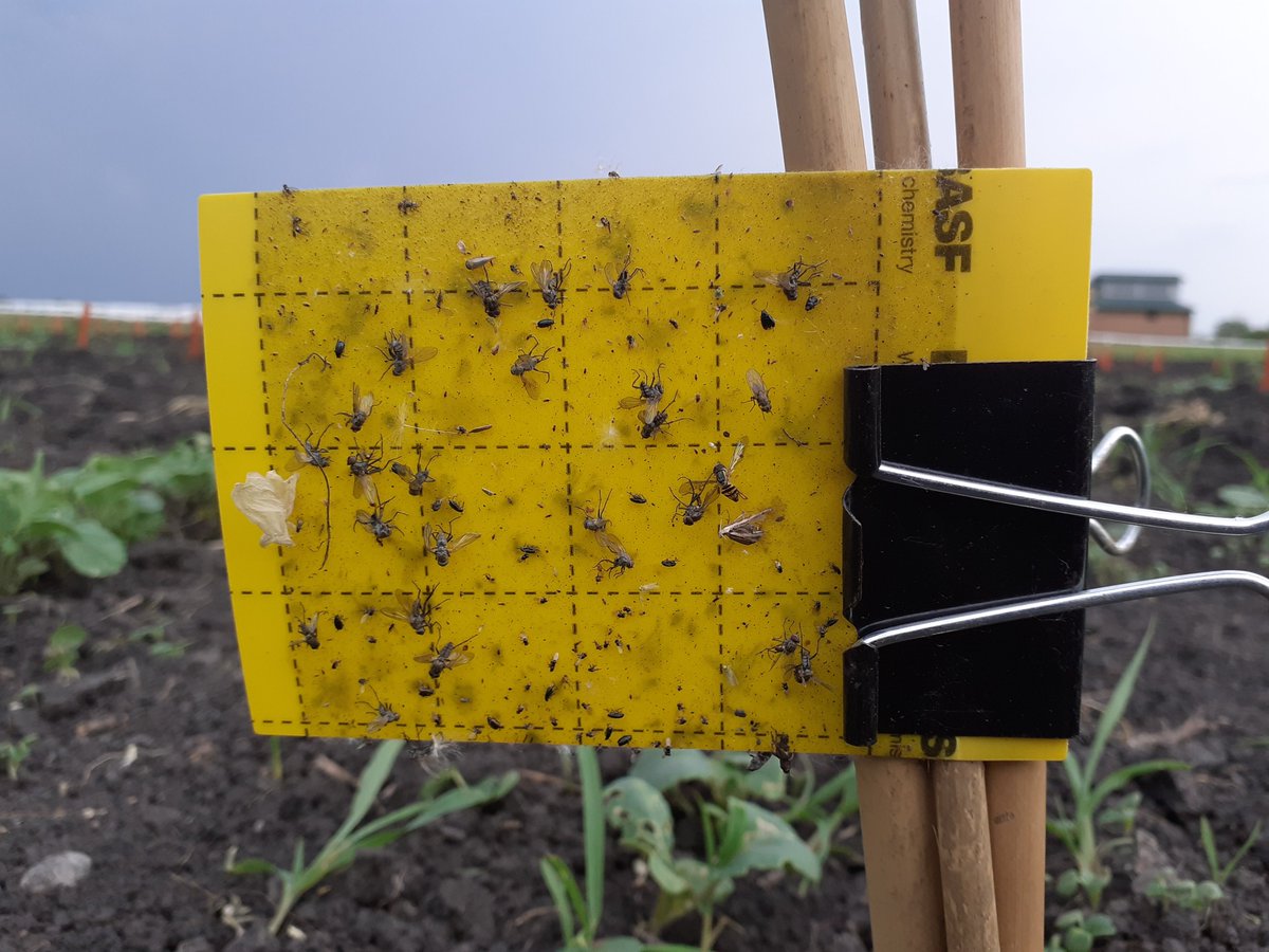 ShakilHosain_'s tweet photo. #InsectPests damage in #canola, especially in the early #SeedlingStage for conventional canola, is alarming! To monitor the pest abundance, we used this #YellowStickyTrap and localized the spots during summer.
Location: Fargo, ND
@NDSUPlantSci
#PodShattering #PlantBreeding https://t.co/Sjwp4vQRHN