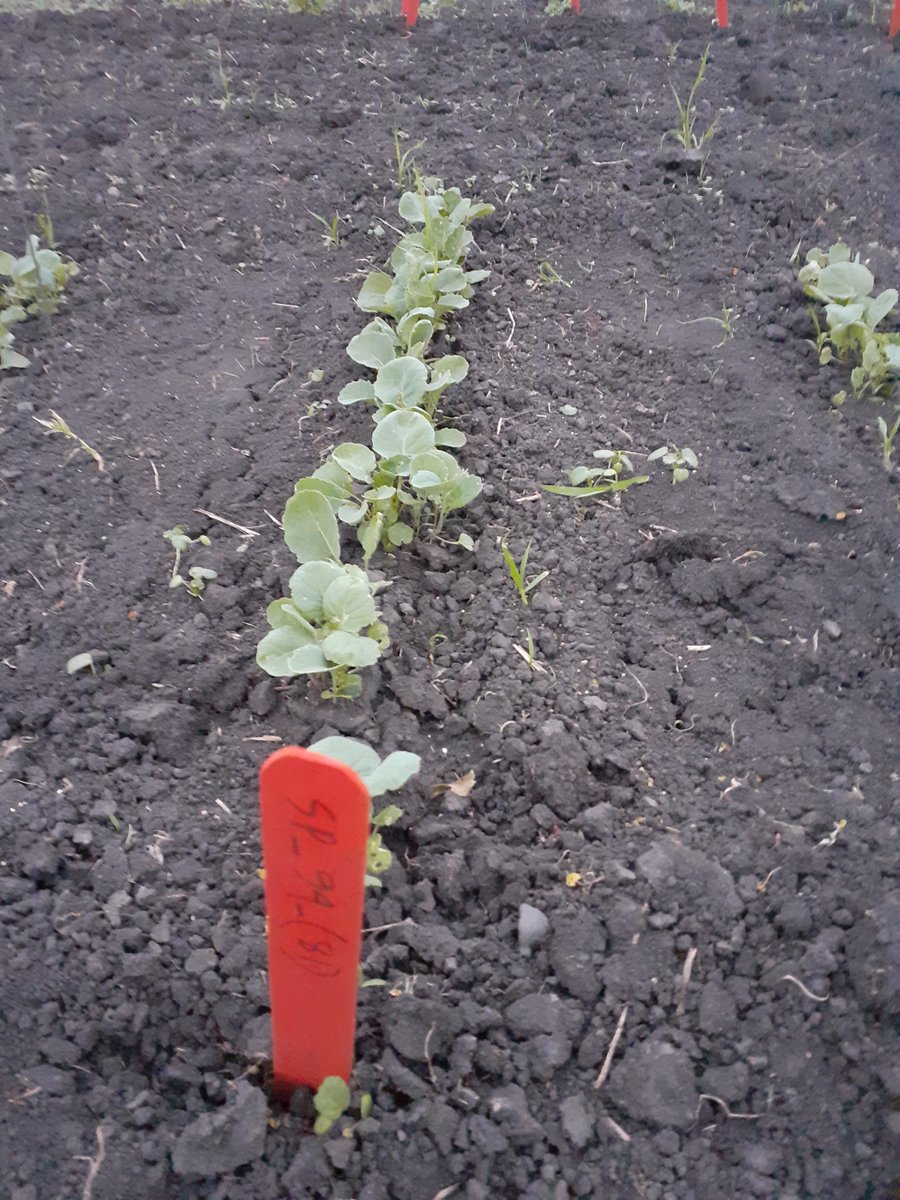 ShakilHosain_'s tweet photo. #InsectPests damage in #canola, especially in the early #SeedlingStage for conventional canola, is alarming! To monitor the pest abundance, we used this #YellowStickyTrap and localized the spots during summer.
Location: Fargo, ND
@NDSUPlantSci
#PodShattering #PlantBreeding https://t.co/Sjwp4vQRHN