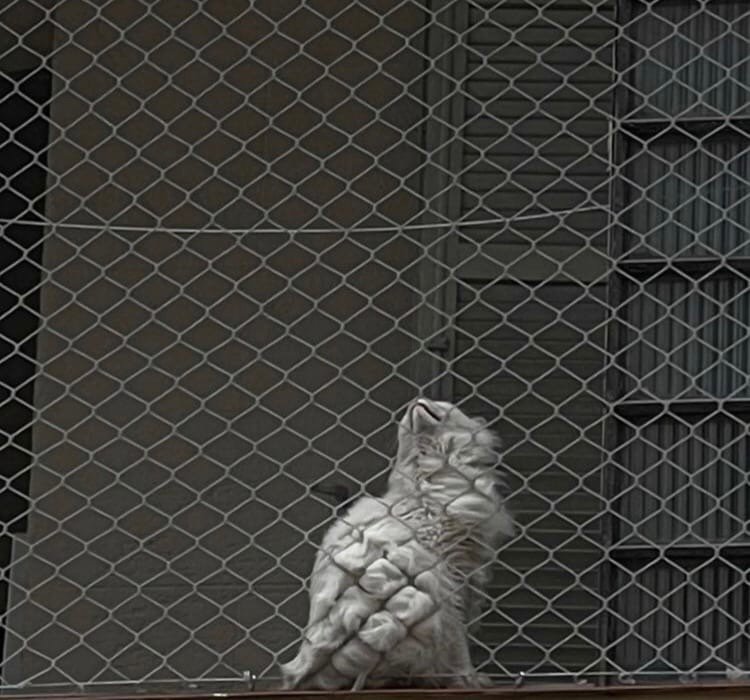 Aloewl🦇 'Reddio' tweet media