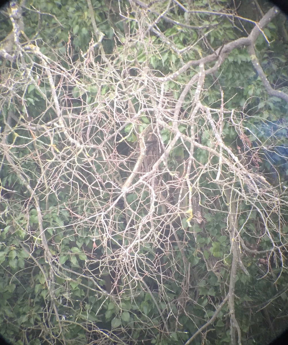 GaryElts's tweet photo. A somewhat challenging day guiding, there’s a long-eared Owl in first pic, it’s lower half😡&amp; a Glossy Ibis in the second ! At least the SE Owls played ball, (3 in total) plus roadside Whooper and Bewick‘s Swans and several smart drake Goosanders,  so not a bad day overall ! https://t.co/CkViEJH36N