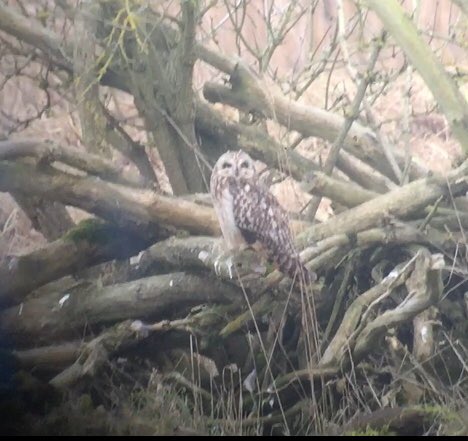 A somewhat challenging day guiding, there’s a long-eared Owl in first pic, it’s lower half😡&amp; a Glossy Ibis in the second ! At least the SE Owls played ball, (3 in total) plus roadside Whooper and Bewick‘s Swans and several smart drake Goosanders,  so not a bad day overall !