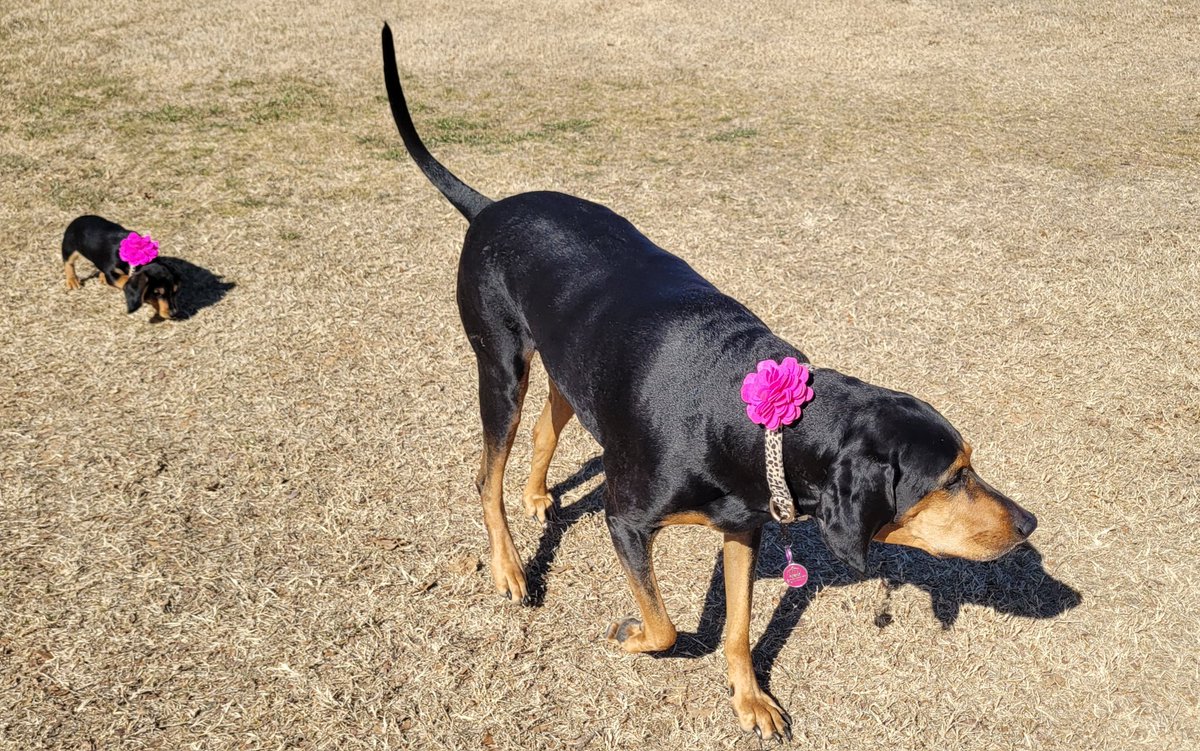 Street Puppies are coming. Will you match them up with their Street Dawg Look alike?

Streetdawgs.io