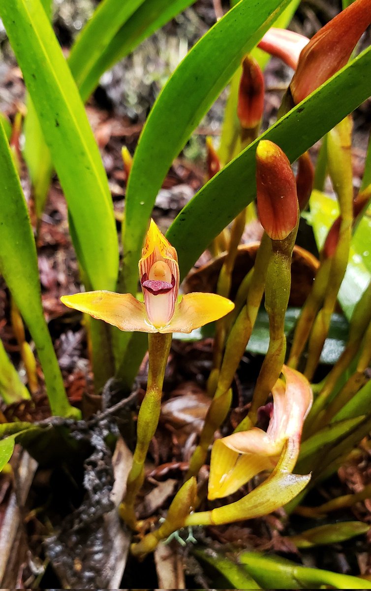 Orchid paradise! @wayqecha @acca