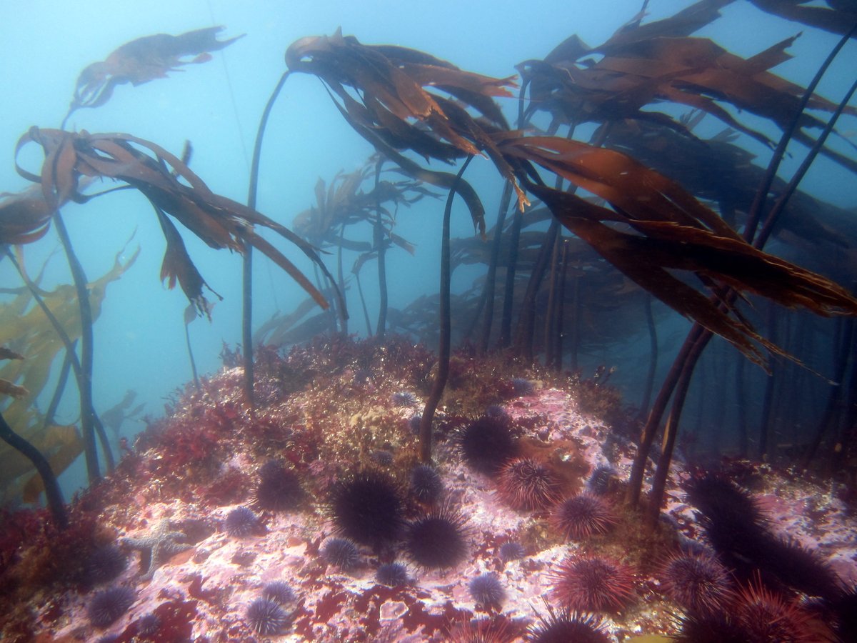 California Sea Grant (@caseagrant) on Twitter photo California Sea Grant Extension Fellow Dr. Gina Contolini worked closely with <a href="/CaliforniaDFW/">California Department of Fish and Wildlife</a> to develop a new Enhanced Status Report to inform the state’s kelp restoration and management efforts. Learn more and read the report: bit.ly/3tzWRfT California Sea Grant Extension Fellow Dr. Gina Contolini worked closely with <a href="/CaliforniaDFW/">California Department of Fish and Wildlife</a> to develop a new Enhanced Status Report to inform the state’s kelp restoration and management efforts. Learn more and read the report: bit.ly/3tzWRfT