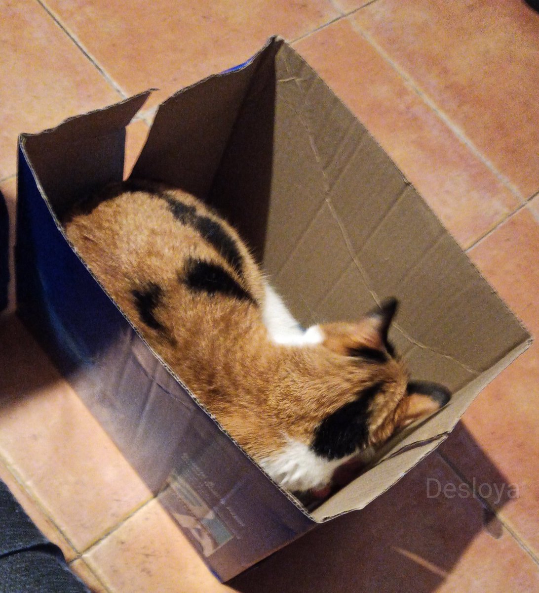 Desloya_11's tweet photo. Dame una cajita y seremos felices.
#Fabiola #mipequeñaminina #boxtime #cats #CatsOnTwitter https://t.co/NRpXSoOeqf